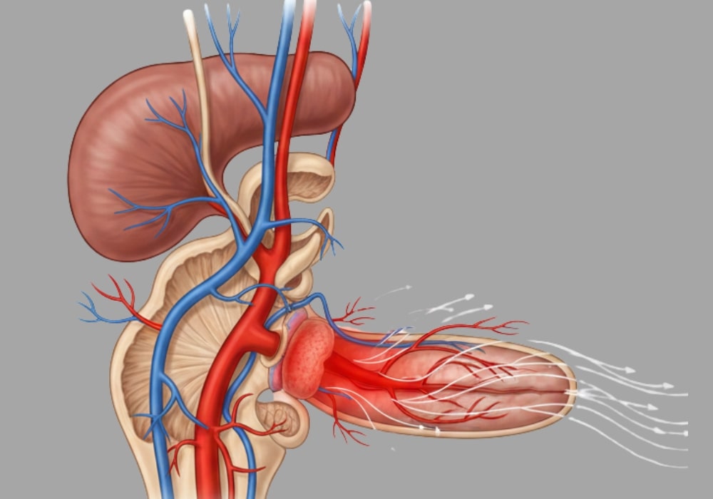 Diagram showing how tadalafil improves blood flow to penile tissue during sexual stimulation Diagram showing how tadalafil improves blood flow to penile tissue during sexual stimulation