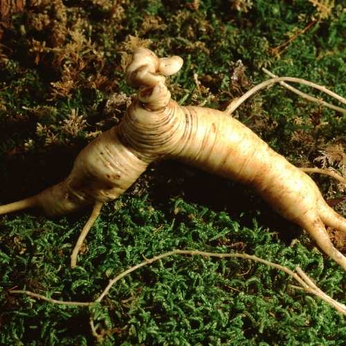 Ginseng benefits uses history and health effects